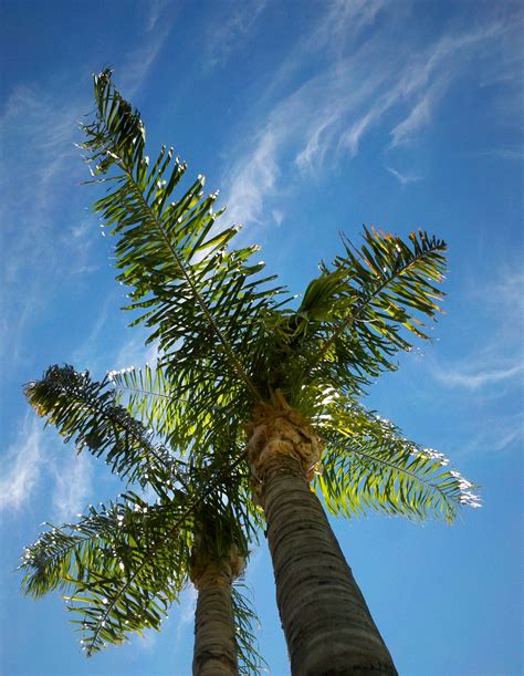 palm managedmomscom