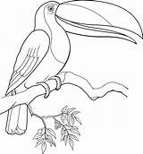 Rainforest Toucan sketch template