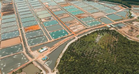 shrimp farming sustainable   current form aquaculture magazine