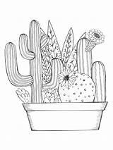 Kaktus Zentangle Coloring4free Ausdrucken Malvorlagen sketch template