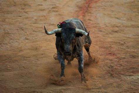 bull wins at bullfighting