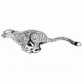 Guepardo Correndo Guepardos Cheetah Tattoo Chita Leopardo Tudodesenhos Pantera Elusivo Leopard Tablero sketch template