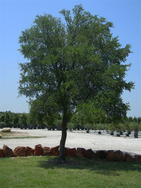 Tree Land Nursery Dallas Texas Cedar Elm Tree