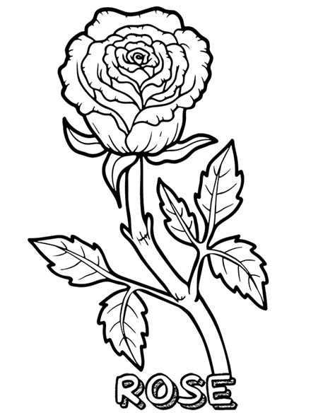 rose coloring page  print flower