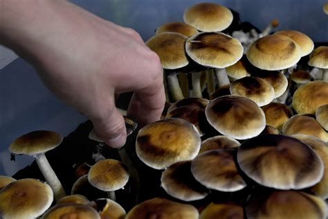 magic mushrooms work    psilocybin observer