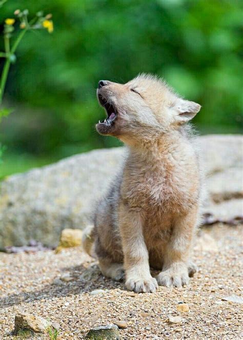 baby wolves ideas  pinterest wolf pup wolves