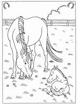 Kleurplaten Paard Horses Tekeningen Baby Paarden Foal Paradijs Tekenen Knutselen Dieren sketch template