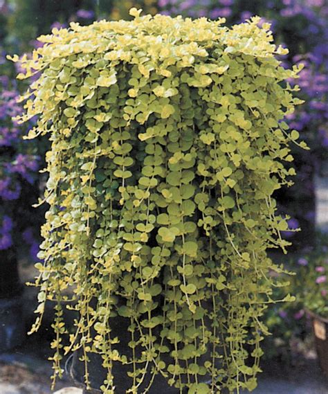 lysimachia nummularia goldilocks pictures plante retombante exterieur