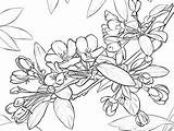 Coloring Blossom Apple Silly Chili Getcolorings Printable Getdrawings sketch template