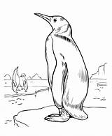 Penguin Coloring Pages Penguins Printable Realistic Kids Fairy Colouring Bestcoloringpagesforkids Animal Color Drawing Print Choose Board Shades sketch template