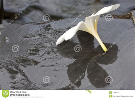 spa frangipani flowers stock photo image  tropic
