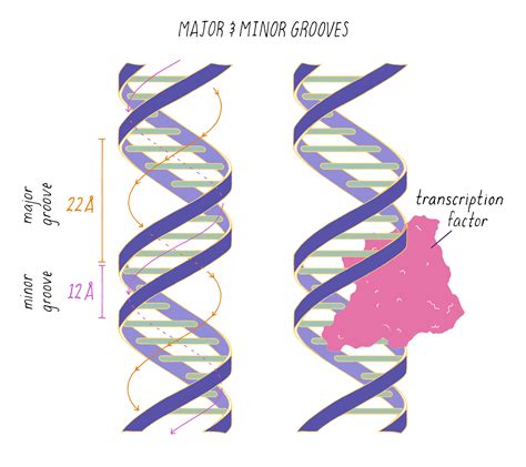 structure  dna  ron vale