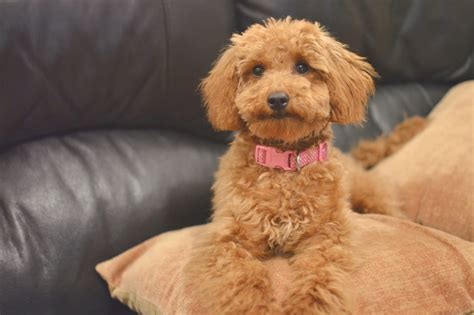 miniature poodle bonnies  haircut temporarysecretary uk fashion beauty blogger