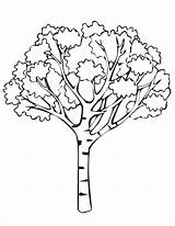 Tree Coloring Pages Print Kids Printable sketch template