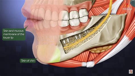 wisdom teeth nerve damage boston dentist congress dental group  federal st floor