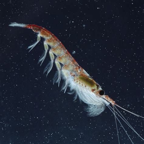 krill national geographic