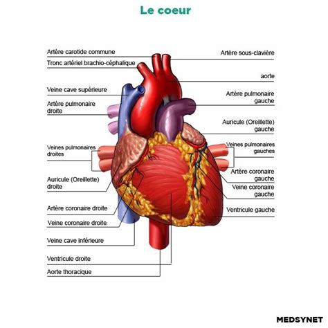 17 best images about medical terminology help learning on