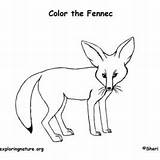 Fennec Fox Coloring Designlooter Small sketch template