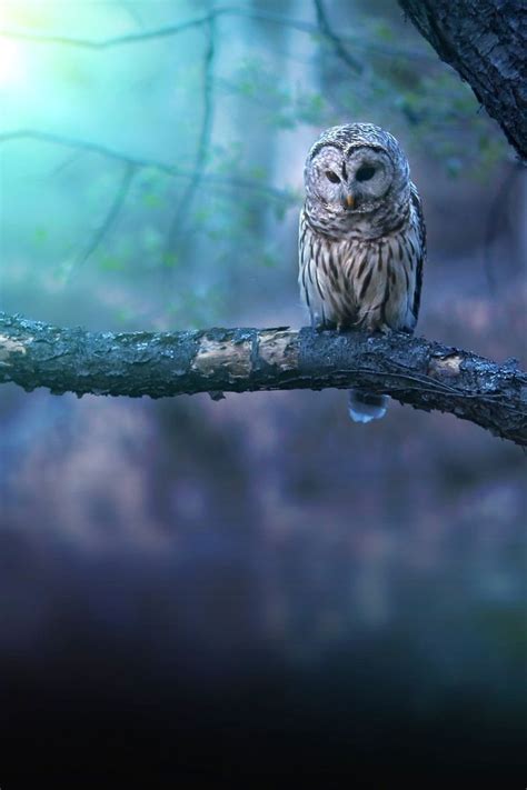 owl    secrets   forest  tells    voice