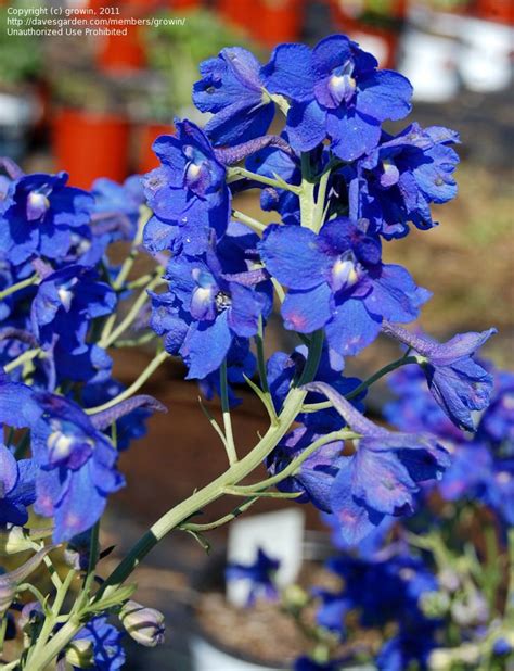 full size picture of dwarf chinese delphinium butterfly