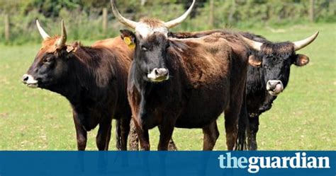 devon farmer forced to offload aggressive nazi bred ‘super cows world news the guardian