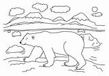 Polar Bear Coloring Pages Arctic Sheets Printable Kids Animals Template Bears Color Sheet Habitat Bestcoloringpagesforkids Ice Animal Print Tundra North sketch template