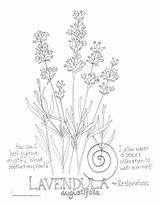 Lavender Coloring Line Drawing Getcolorings Pages Designlooter Paintingvalley sketch template