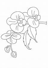 Orchids Orchidee Ausmalbilder Blume Parentune Malvorlagen Coloringfolder sketch template