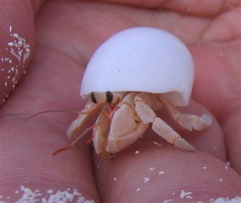 hermit crab lakshadweep hermit crab lakshadweep india flickr