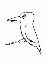 Kingfisher Coloring Pages Cute Little Bird Drawing Birds Kids Online Kiwi Color Belted Easy Clipartmag Getdrawings Supercoloring sketch template
