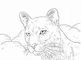 Cougar sketch template