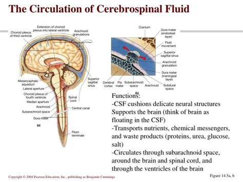 Circulation Of Cerebrospinal Fluid