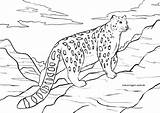 Schneeleopard Ausmalbilder Malvorlage Raubkatzen Wilde Malvorlagen Wildtiere sketch template