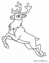 Coloring Reindeer Pages Printable Color Print Deer Christmas Animals Drawing Clip Venados Book Hellokids Drawings Lots Has Everfreecoloring Search sketch template