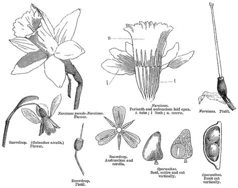 anatomy   daffodil bulb google search daffodil bulbs daffodils image