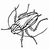 Cockroach Coloring Pages Printable Kids sketch template