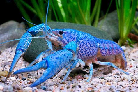 blue crayfish detailed guide care diet  breeding shrimp