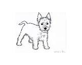 Terrier Highland Westie sketch template