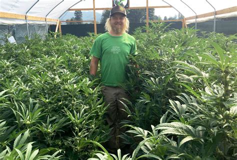 small marijuana growers stay competitive  california legalizes  kqed