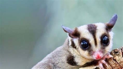 petition legalize sugar gliders  pets  california changeorg