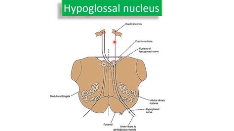 hypoglossal nerve youtube