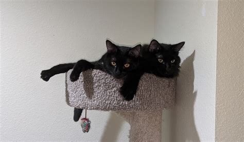 featured cats meow cat rescue