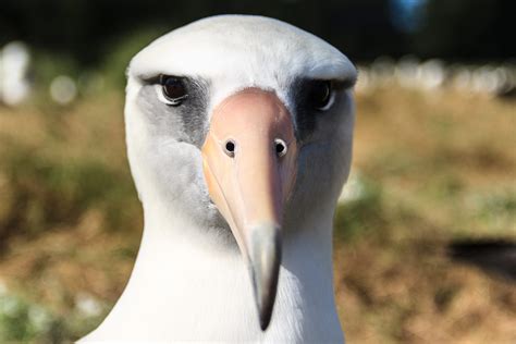 life   albatross    wondered