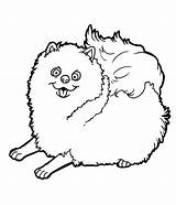 Pomeranian Coloring Pages Dog Puppy Color Drawing Print Printable Animal Weimaraner Deviantart Pet Spitz Puppies Book Popular Getdrawings Visit Getcolorings sketch template