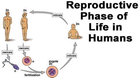 human reproduction reproductive system quiz quizizz