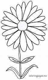 Daisy Coloring Flower Pages sketch template