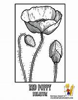 Coloring Pages Poppy Kids Flower Worlds Flowers Nations Argentina French Google Poppies Library Popular Coloringhome sketch template