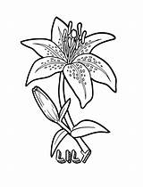 Coloring Pages Printable Lily Flower Kids sketch template