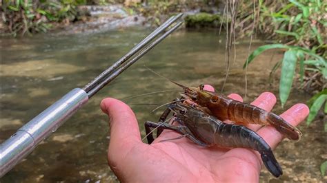 catching rare freshwater shrimp  natural creek youtube