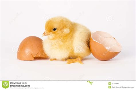 Freshly Hatched Chicken Stands By Egg Shells Stock Image